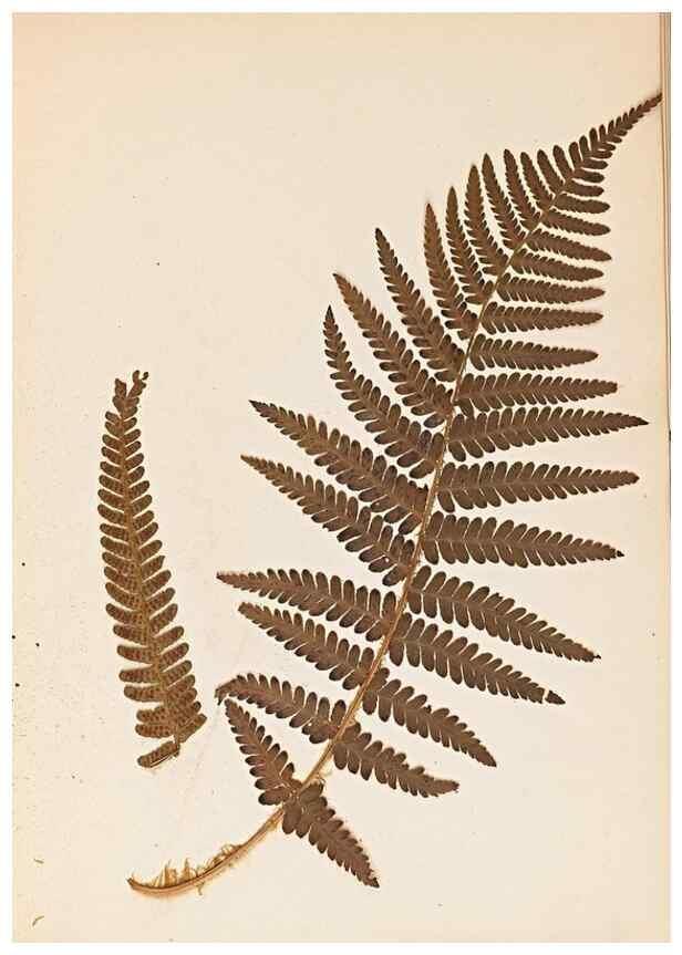 Reproducción/Reproduction 47841102321: The ferns of Wales.. Heath,T. Thomas,1856.. 