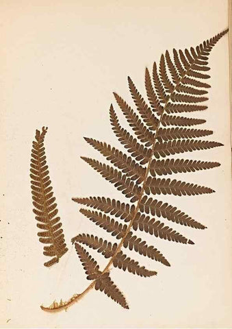 Reproducción/Reproduction 47841102321: The ferns of Wales.. Heath,T. Thomas,1856.. 