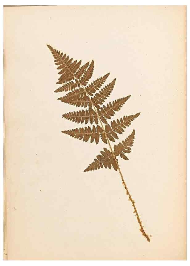 Reproducción/Reproduction 47841102791: The ferns of Wales.. Heath,T. Thomas,1856.. 