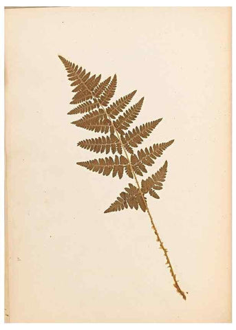 Reproducción/Reproduction 47841102791: The ferns of Wales.. Heath,T. Thomas,1856.. 