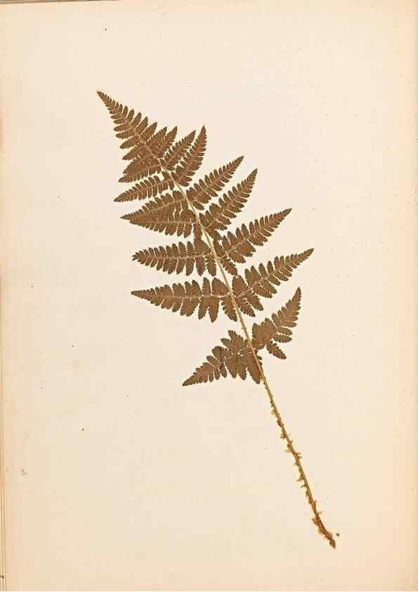 Reproducción/Reproduction 47841102791: The ferns of Wales.. Heath,T. Thomas,1856.. 