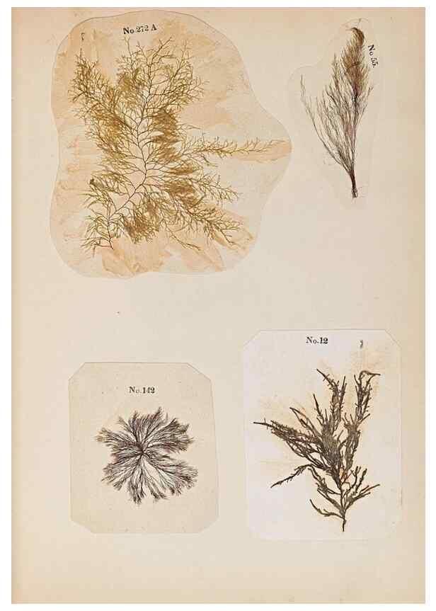 Reproducción/Reproduction 40874396663: Algae and corallines of the bay & harbor of New York /. New York :G.P. Putnam,1850.. 