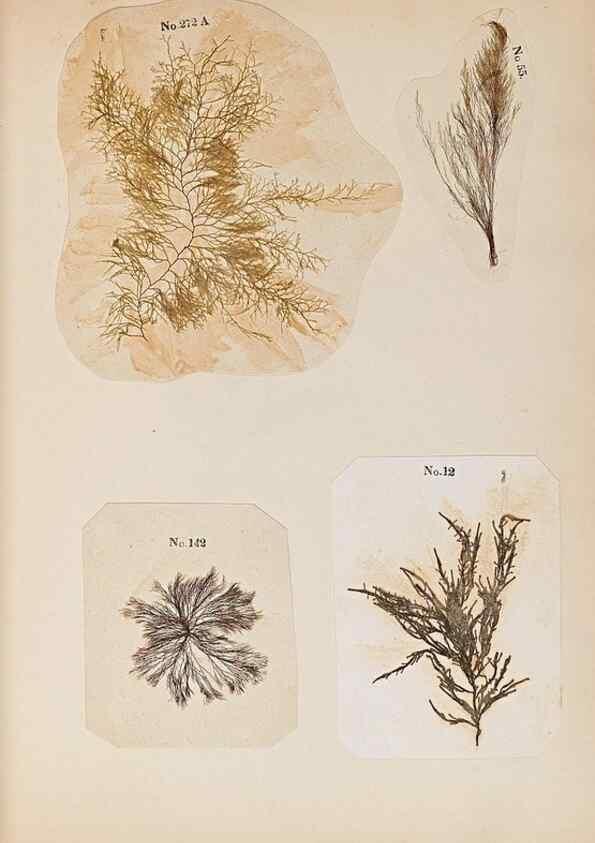 Reproducción/Reproduction 40874396663: Algae and corallines of the bay & harbor of New York /. New York :G.P. Putnam,1850.. 