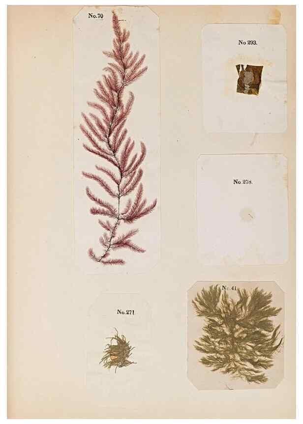 Reproducción/Reproduction 47841151691: Algae and corallines of the bay & harbor of New York /. New York :G.P. Putnam,1850.. 