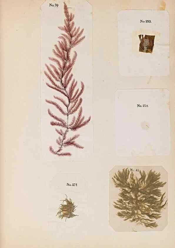 Reproducción/Reproduction 47841151691: Algae and corallines of the bay & harbor of New York /. New York :G.P. Putnam,1850.. 