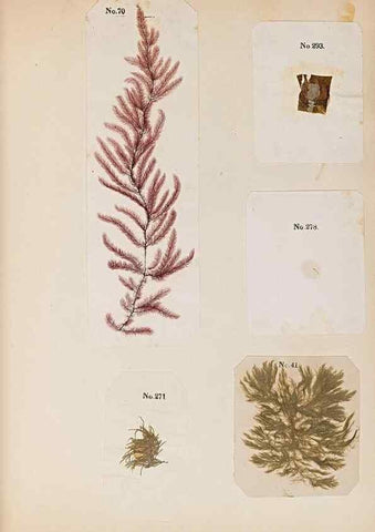 Reproducción/Reproduction 47841151691: Algae and corallines of the bay & harbor of New York /. New York :G.P. Putnam,1850.. 