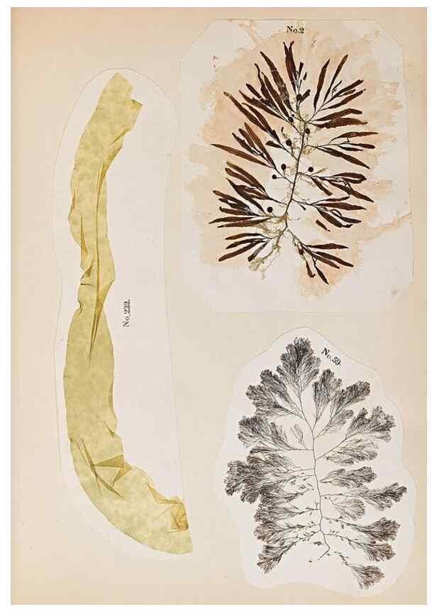 Reproducción/Reproduction 47789025222: Algae and corallines of the bay & harbor of New York /. New York :G.P. Putnam,1850.. 