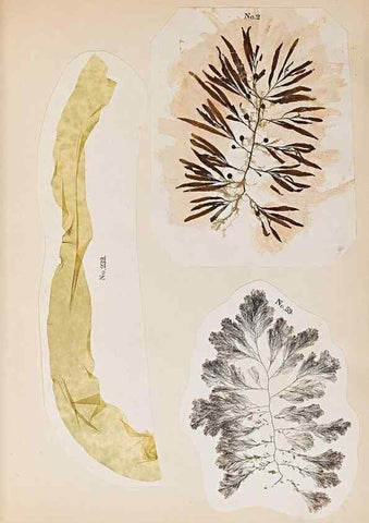 Reproducción/Reproduction 47789025222: Algae and corallines of the bay & harbor of New York /. New York :G.P. Putnam,1850.. 