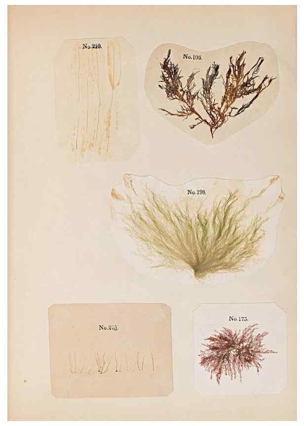 Reproducción/Reproduction 46924830615: Algae and corallines of the bay & harbor of New York /. New York :G.P. Putnam,1850.. 