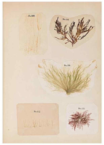 Reproducción/Reproduction 46924830615: Algae and corallines of the bay & harbor of New York /. New York :G.P. Putnam,1850.. 