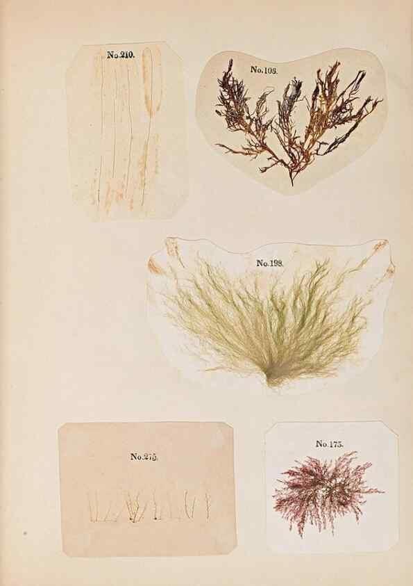 Reproducción/Reproduction 46924830615: Algae and corallines of the bay & harbor of New York /. New York :G.P. Putnam,1850.. 