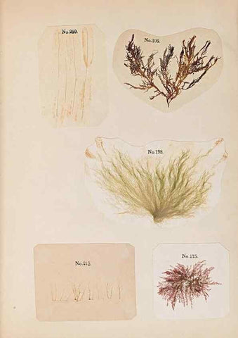 Reproducción/Reproduction 46924830615: Algae and corallines of the bay & harbor of New York /. New York :G.P. Putnam,1850.. 