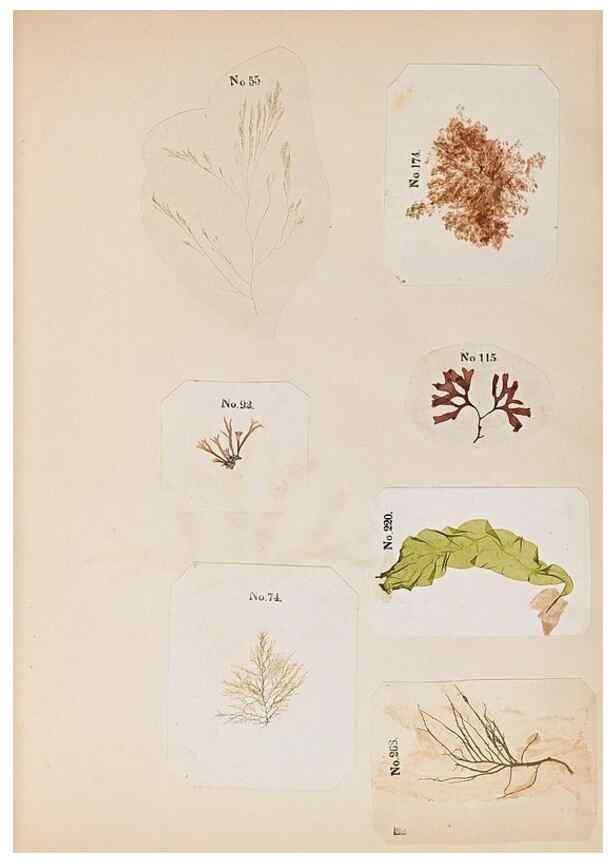 Reproducción/Reproduction 47051538104: Algae and corallines of the bay & harbor of New York /. New York :G.P. Putnam,1850.. 