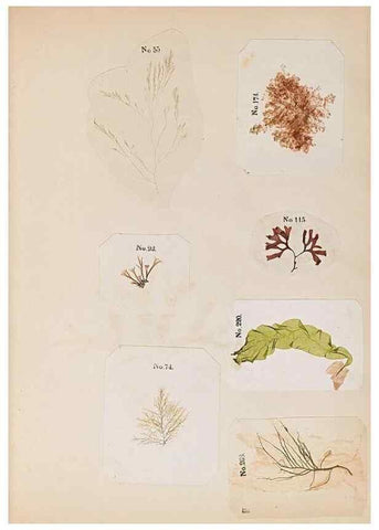 Reproducción/Reproduction 47051538104: Algae and corallines of the bay & harbor of New York /. New York :G.P. Putnam,1850.. 