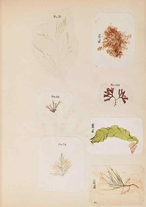 Reproducción/Reproduction 47051538104: Algae and corallines of the bay & harbor of New York /. New York :G.P. Putnam,1850.. 