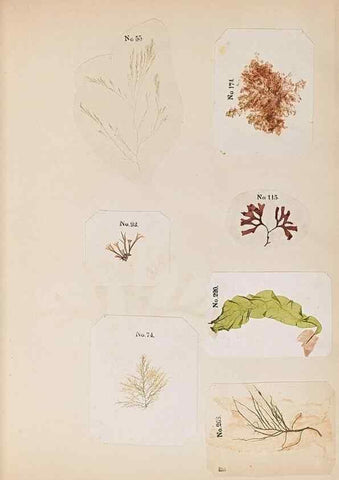 Reproducción/Reproduction 47051538104: Algae and corallines of the bay & harbor of New York /. New York :G.P. Putnam,1850.. 