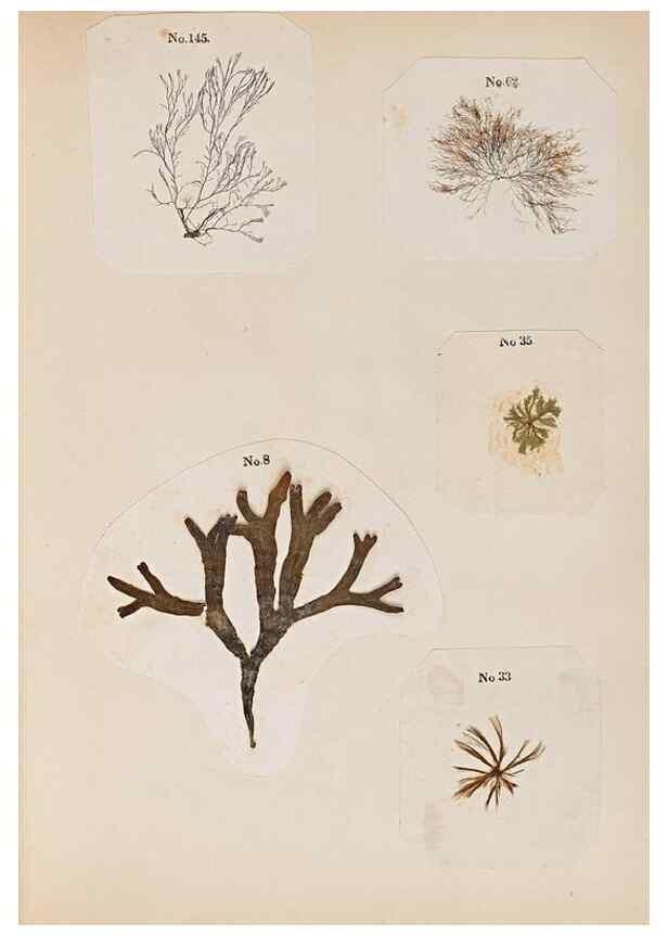 Reproducción/Reproduction 47051539014: Algae and corallines of the bay & harbor of New York /. New York :G.P. Putnam,1850.. 
