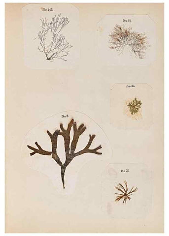 Reproducción/Reproduction 47051539014: Algae and corallines of the bay & harbor of New York /. New York :G.P. Putnam,1850.. 