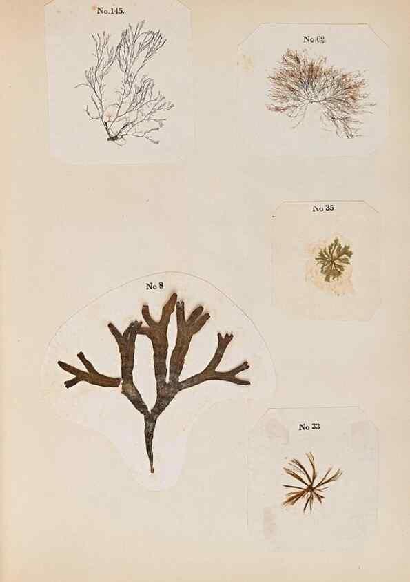 Reproducción/Reproduction 47051539014: Algae and corallines of the bay & harbor of New York /. New York :G.P. Putnam,1850.. 