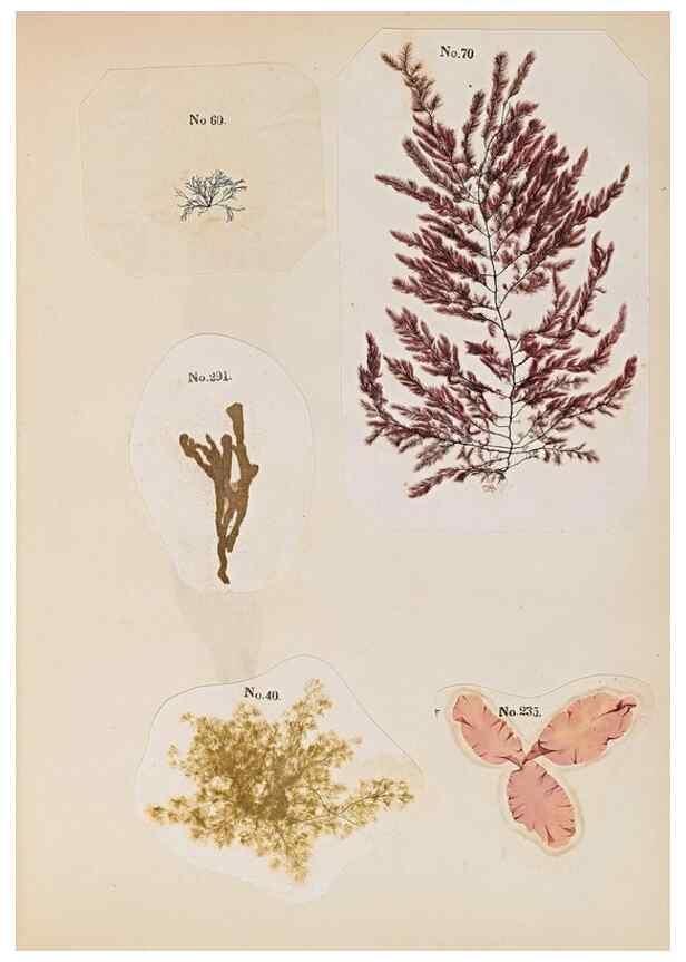 Reproducción/Reproduction 47789027112: Algae and corallines of the bay & harbor of New York /. New York :G.P. Putnam,1850.. 