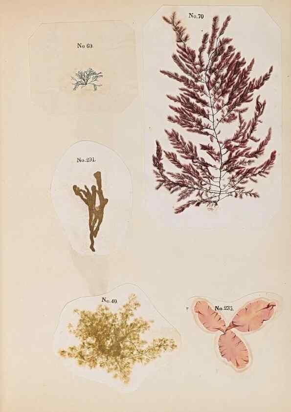 Reproducción/Reproduction 47789027112: Algae and corallines of the bay & harbor of New York /. New York :G.P. Putnam,1850.. 