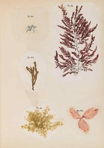 Reproducción/Reproduction 47789027112: Algae and corallines of the bay & harbor of New York /. New York :G.P. Putnam,1850.. 