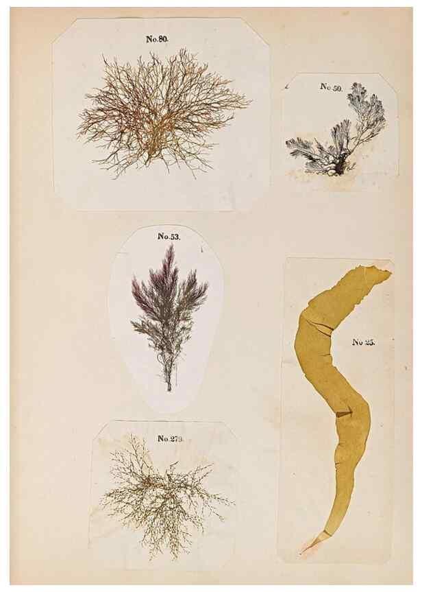 Reproducción/Reproduction 33963769088: Algae and corallines of the bay & harbor of New York /. New York :G.P. Putnam,1850.. 
