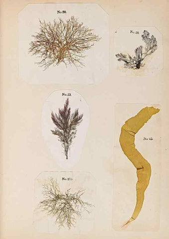 Reproducción/Reproduction 33963769088: Algae and corallines of the bay & harbor of New York /. New York :G.P. Putnam,1850.. 