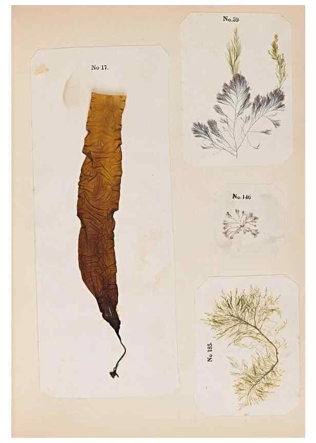 Reproducción/Reproduction 47789027722: Algae and corallines of the bay & harbor of New York /. New York :G.P. Putnam,1850.. 