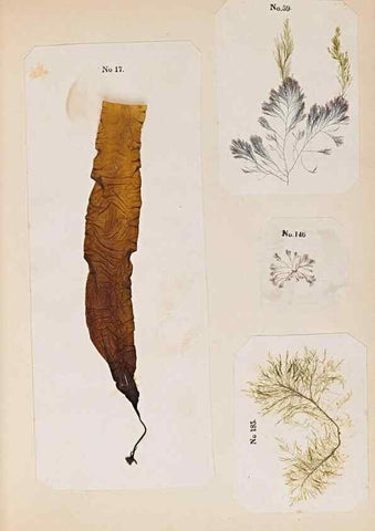 Reproducción/Reproduction 47789027722: Algae and corallines of the bay & harbor of New York /. New York :G.P. Putnam,1850.. 
