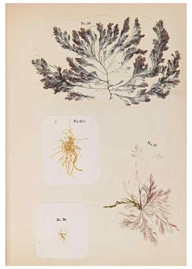 Reproducción/Reproduction 47051542974: Algae and corallines of the bay & harbor of New York /. New York :G.P. Putnam,1850.. 