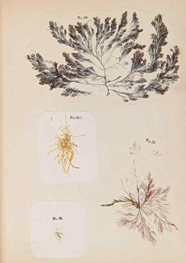 Reproducción/Reproduction 47051542974: Algae and corallines of the bay & harbor of New York /. New York :G.P. Putnam,1850.. 