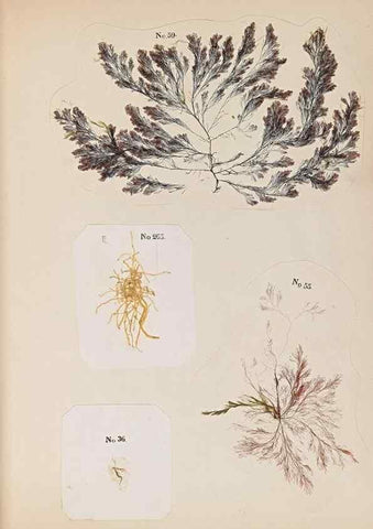 Reproducción/Reproduction 47051542974: Algae and corallines of the bay & harbor of New York /. New York :G.P. Putnam,1850.. 