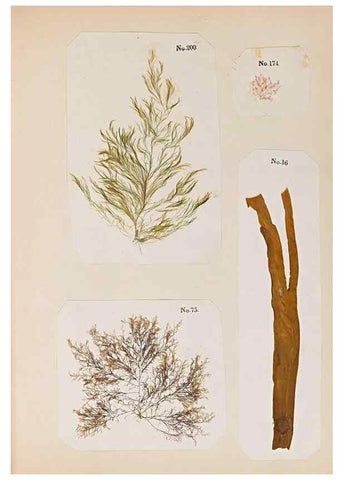 Reproducción/Reproduction 47841153381: Algae and corallines of the bay & harbor of New York /. New York :G.P. Putnam,1850.. 