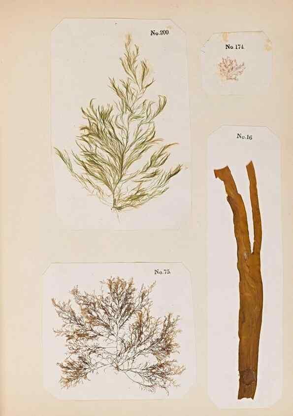 Reproducción/Reproduction 47841153381: Algae and corallines of the bay & harbor of New York /. New York :G.P. Putnam,1850.. 
