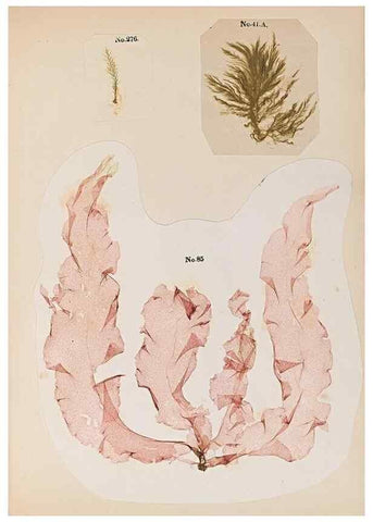 Reproducción/Reproduction 32897201497: Algae and corallines of the bay & harbor of New York /. New York :G.P. Putnam,1850.. 