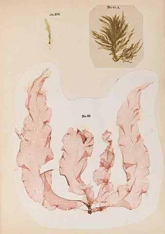Reproducción/Reproduction 32897201497: Algae and corallines of the bay & harbor of New York /. New York :G.P. Putnam,1850.. 