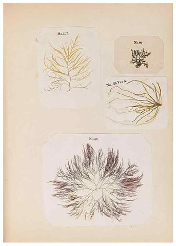 Reproducción/Reproduction 47789030972: Algae and corallines of the bay & harbor of New York /. New York :G.P. Putnam,1850.. 