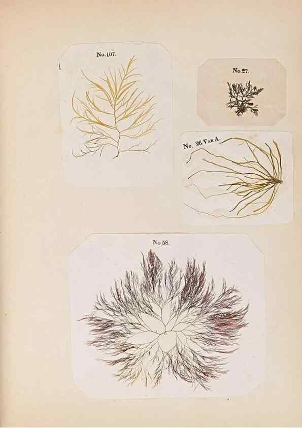 Reproducción/Reproduction 47789030972: Algae and corallines of the bay & harbor of New York /. New York :G.P. Putnam,1850.. 