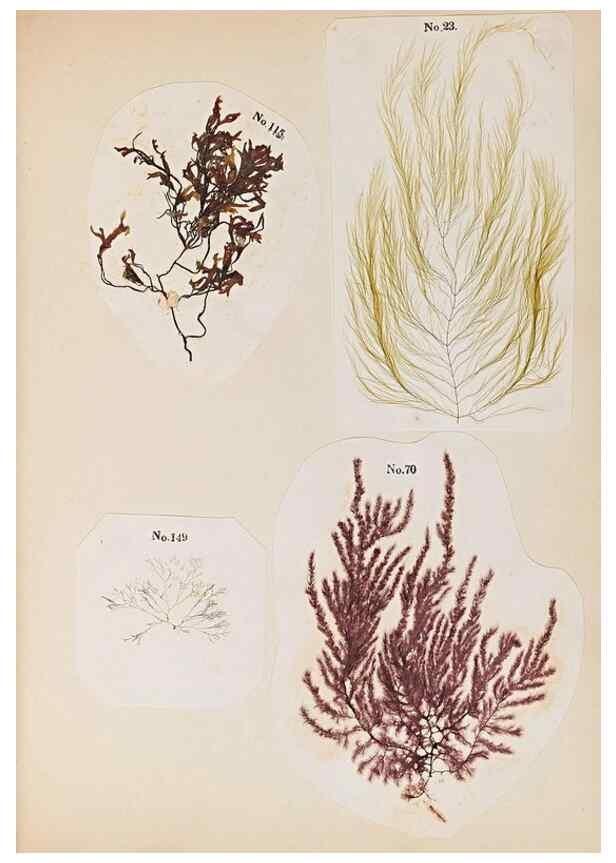 Reproducción/Reproduction 40874400303: Algae and corallines of the bay & harbor of New York /. New York :G.P. Putnam,1850.. 