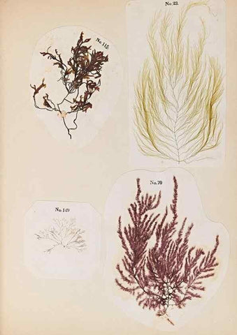 Reproducción/Reproduction 40874400303: Algae and corallines of the bay & harbor of New York /. New York :G.P. Putnam,1850.. 