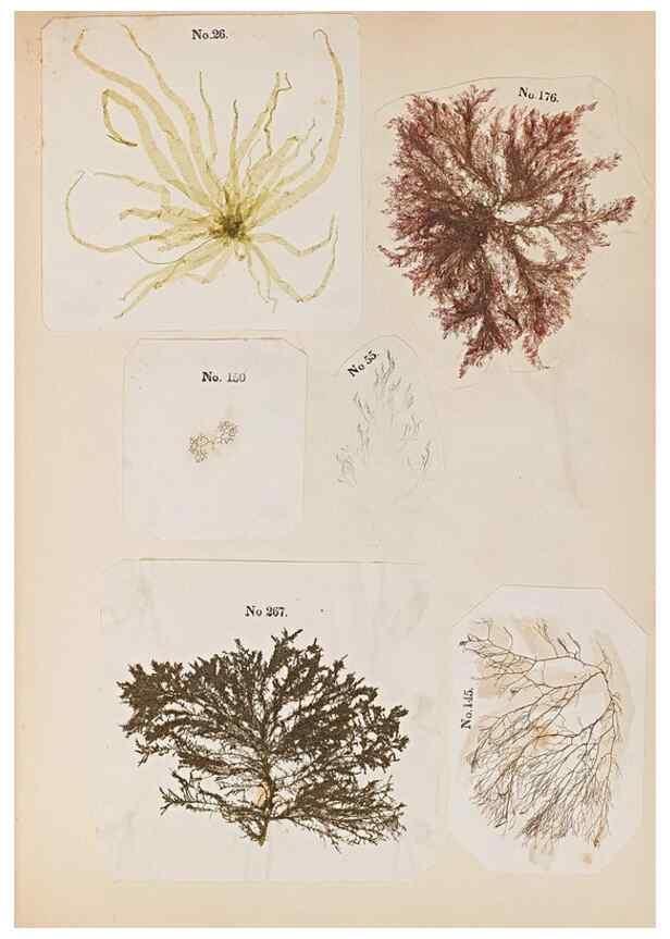 Reproducción/Reproduction 47051546424: Algae and corallines of the bay & harbor of New York /. New York :G.P. Putnam,1850.. 