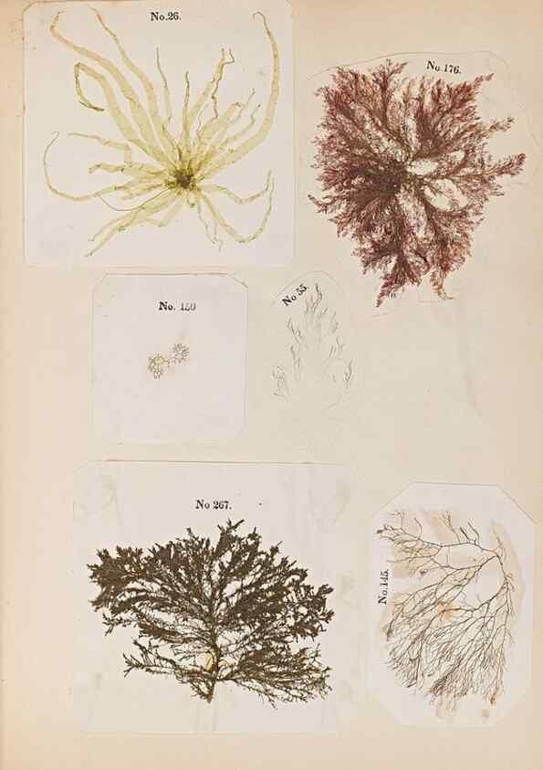 Reproducción/Reproduction 47051546424: Algae and corallines of the bay & harbor of New York /. New York :G.P. Putnam,1850.. 