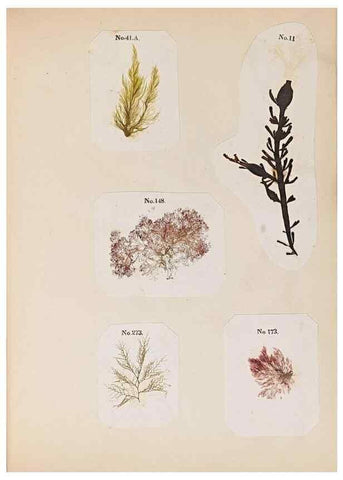 Reproducción/Reproduction 47789032162: Algae and corallines of the bay & harbor of New York /. New York :G.P. Putnam,1850.. 