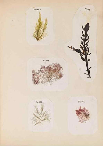 Reproducción/Reproduction 47789032162: Algae and corallines of the bay & harbor of New York /. New York :G.P. Putnam,1850.. 