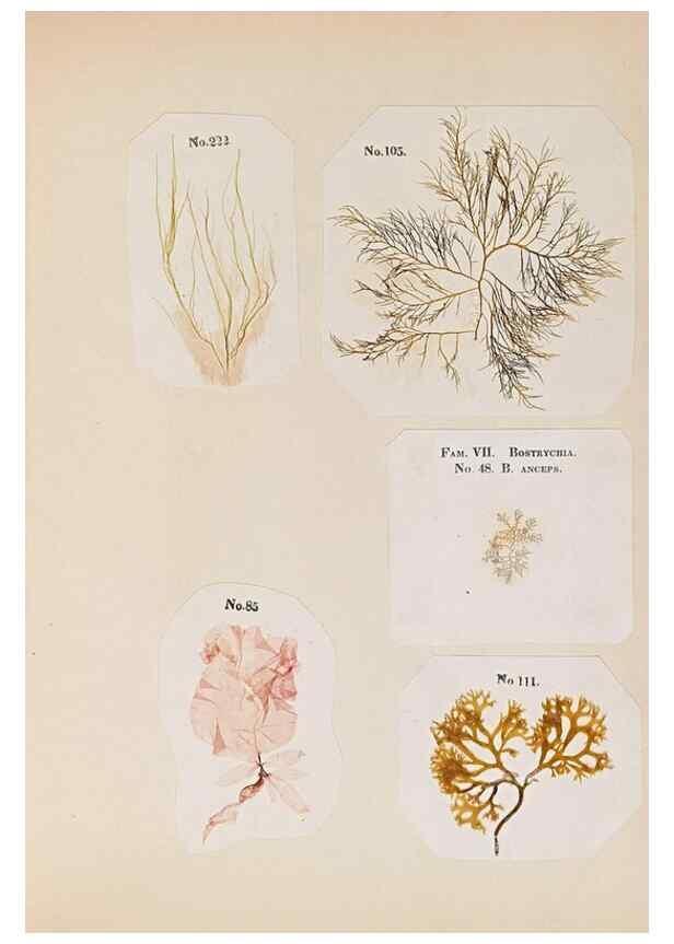 Reproducción/Reproduction 47051541864: Algae and corallines of the bay & harbor of New York /. New York :G.P. Putnam,1850.. 