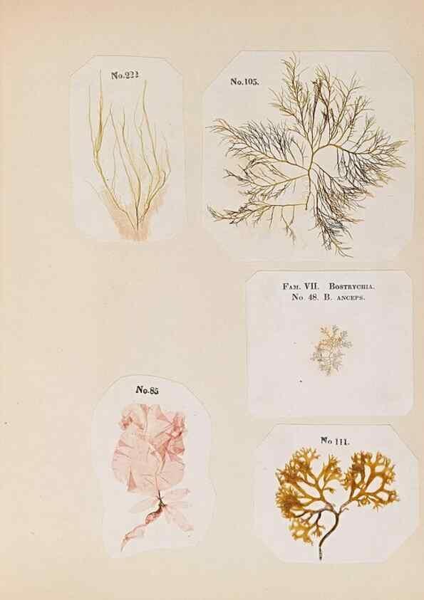 Reproducción/Reproduction 47051541864: Algae and corallines of the bay & harbor of New York /. New York :G.P. Putnam,1850.. 