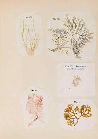 Reproducción/Reproduction 47051541864: Algae and corallines of the bay & harbor of New York /. New York :G.P. Putnam,1850.. 