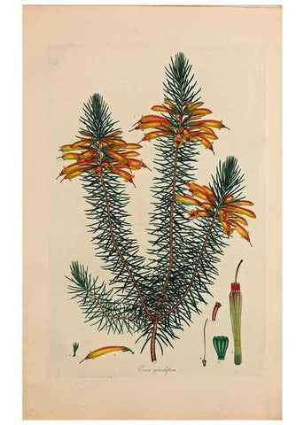 Reproducción/Reproduction 33963347618: Coloured engravings of heaths :. London :Published by the Author. Printed by T. Bensley,1802-09 [1830?]. 