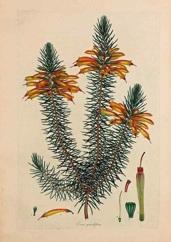 Reproducción/Reproduction 33963347618: Coloured engravings of heaths :. London :Published by the Author. Printed by T. Bensley,1802-09 [1830?]. 
